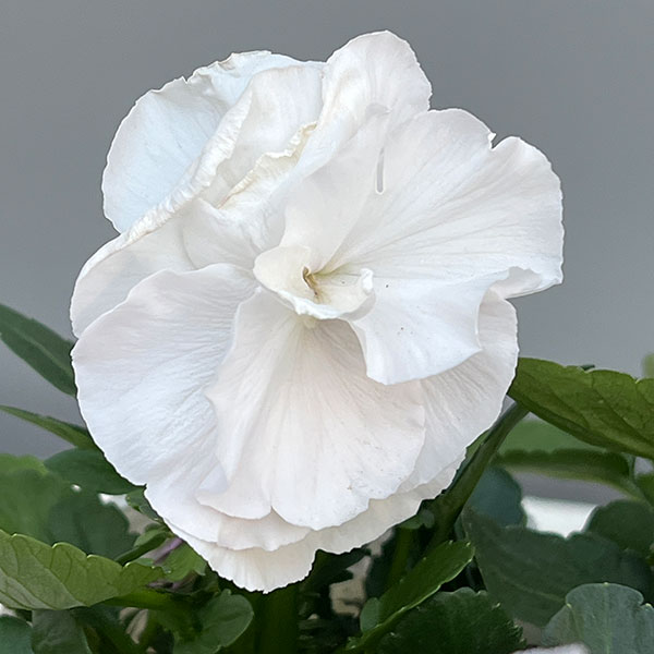 [送料無料]パンジー：シュシュ（ホワイト系）3～3.5号ポット 12株セット