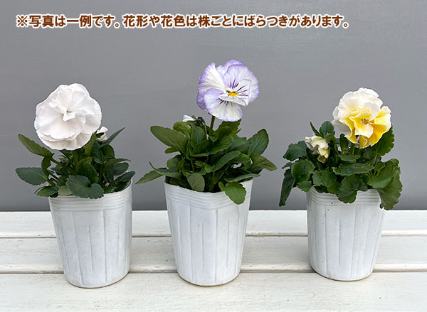 [送料無料]パンジー：シュシュ（ホワイト系）3～3.5号ポット 12株セット