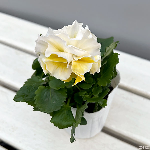 [送料無料]パンジー：シュシュ（ホワイト系）3～3.5号ポット 12株セット