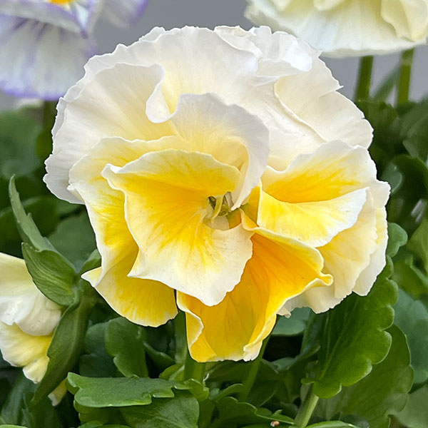 [送料無料]パンジー：シュシュ（ホワイト系）3～3.5号ポット 12株セット