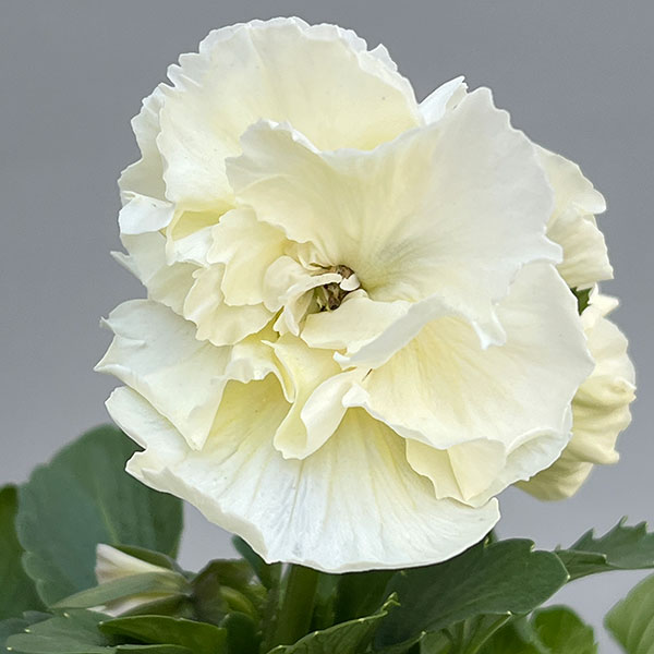 [送料無料]パンジー：シュシュ（ホワイト系）3～3.5号ポット 12株セット