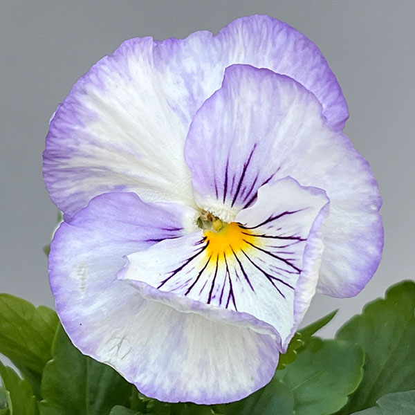 [送料無料]パンジー：シュシュ（ホワイト系）3～3.5号ポット 12株セット