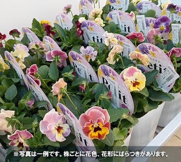 ビオラ（フリル咲き）：プティ3-3.5号ポット の通販 | 園芸ネット