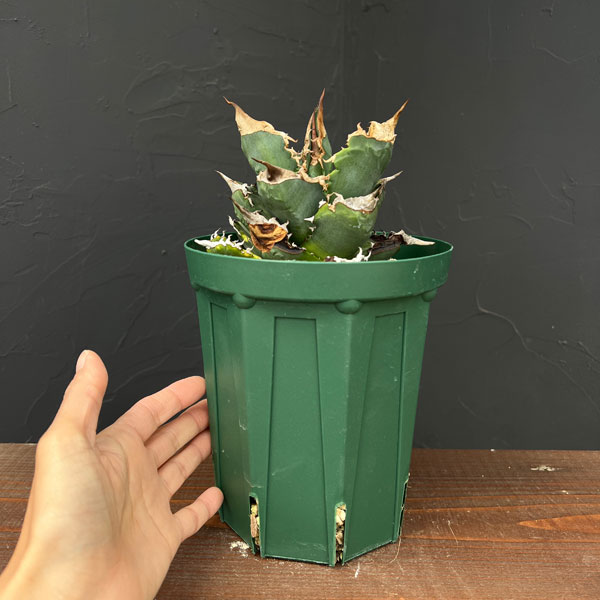 (わけあり特価)アガベ:チタノタ ホワイトファイア 4号鉢植え23-02