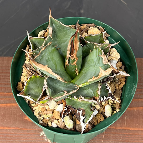 (わけあり特価)アガベ:チタノタ ホワイトファイア 4号鉢植え23-02