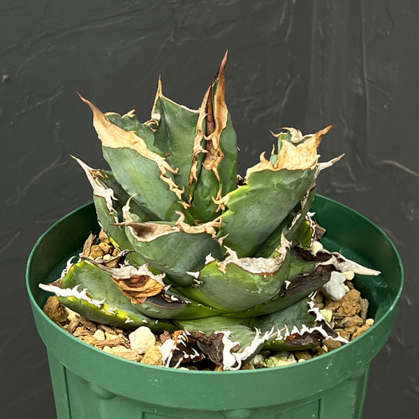 (わけあり特価)アガベ:チタノタ ホワイトファイア 4号鉢植え23-02