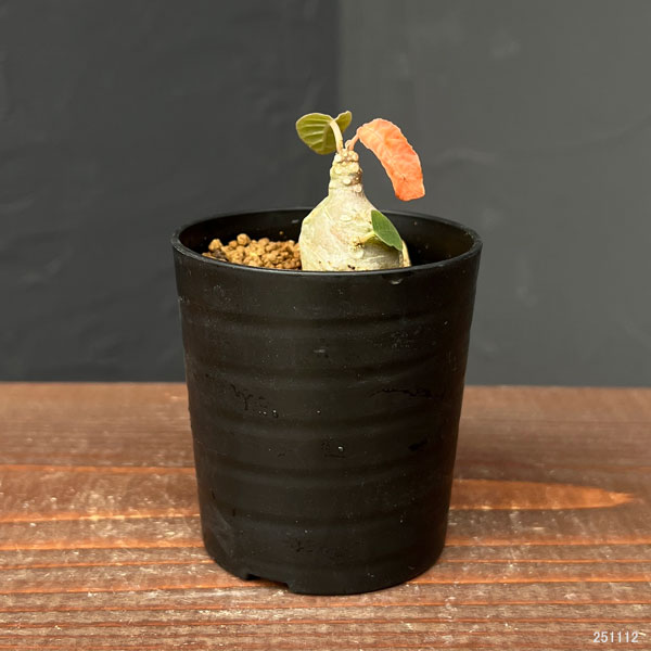 ドルステニア:フォエチダ 2.5号鉢植*え