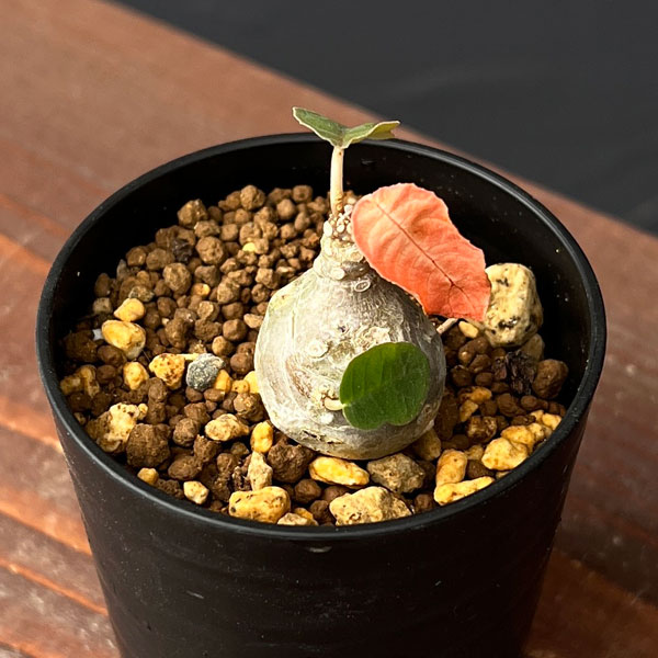 ドルステニア:フォエチダ 2.5号鉢植*え