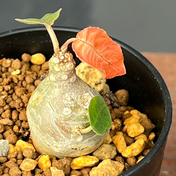 ドルステニア:フォエチダ 2.5号鉢植*え