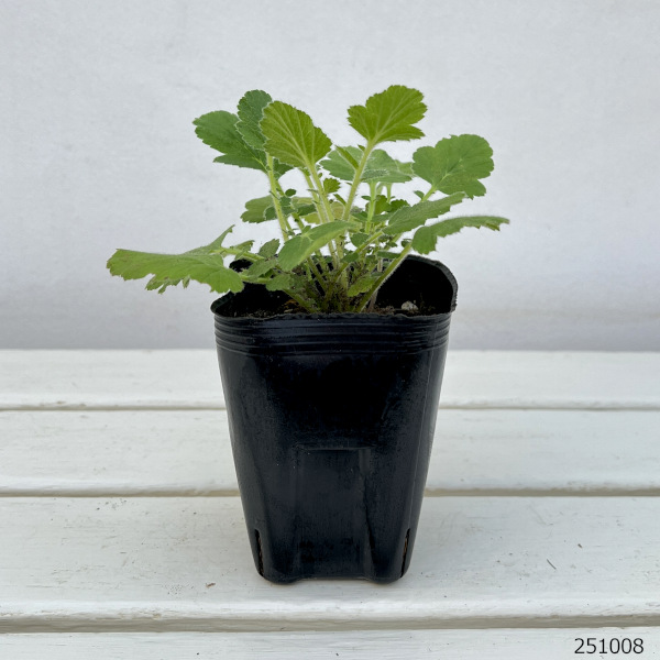 ゲウム(西洋ダイコンソウ):サンライズ 3号ポット