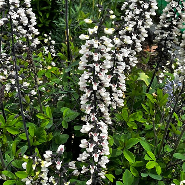 バプティシア：ペンデュラ3号ポット[5～6月頃開花　ムラサキセンダイハギの仲間 宿根草ガーデンの人気品種]