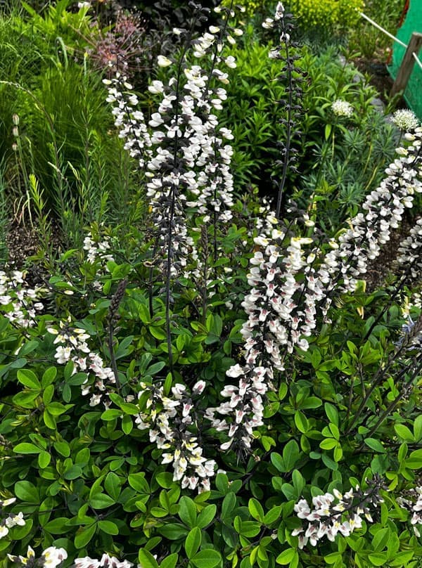 バプティシア：ペンデュラ3号ポット[5～6月頃開花　ムラサキセンダイハギの仲間 宿根草ガーデンの人気品種]