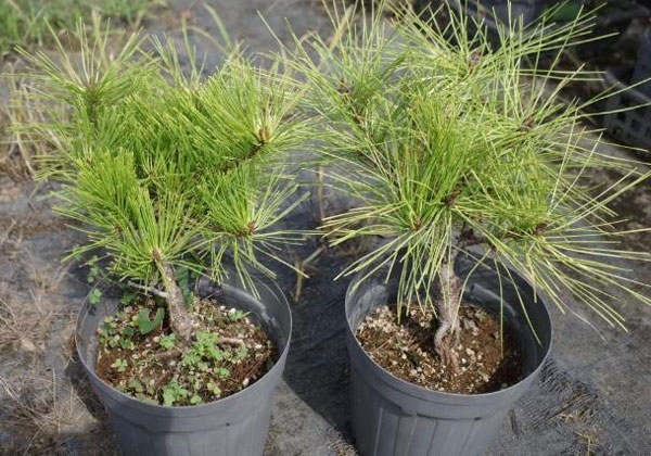 マツ（松）：黄金赤松（オウゴンアカマツ）6号硬質ポット