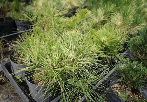 マツ（松）：黄金赤松（オウゴンアカマツ）6号硬質ポット