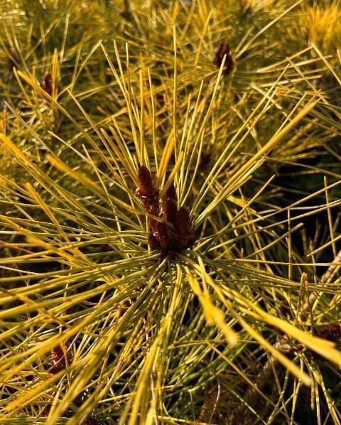 マツ（松）：黄金赤松（オウゴンアカマツ）6号硬質ポット