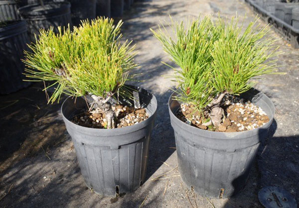 マツ（松）：黄金赤松（オウゴンアカマツ）6号硬質ポット