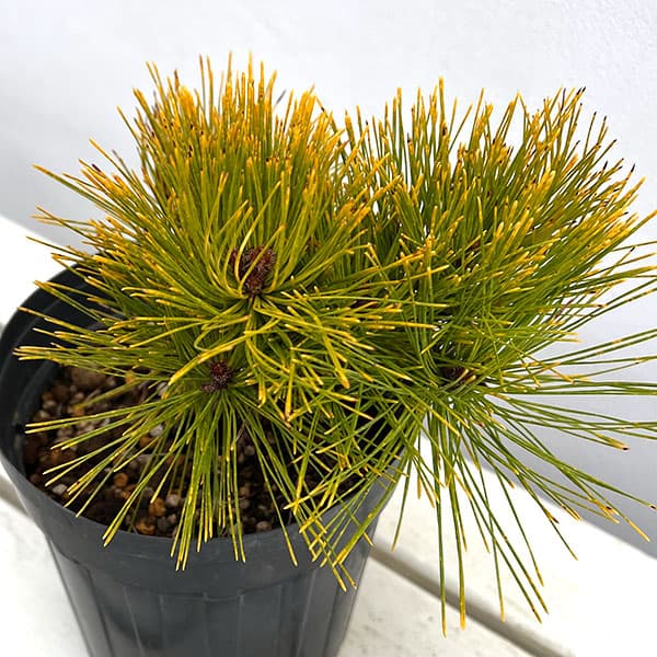 マツ（松）：黄金赤松（オウゴンアカマツ）6号硬質ポット