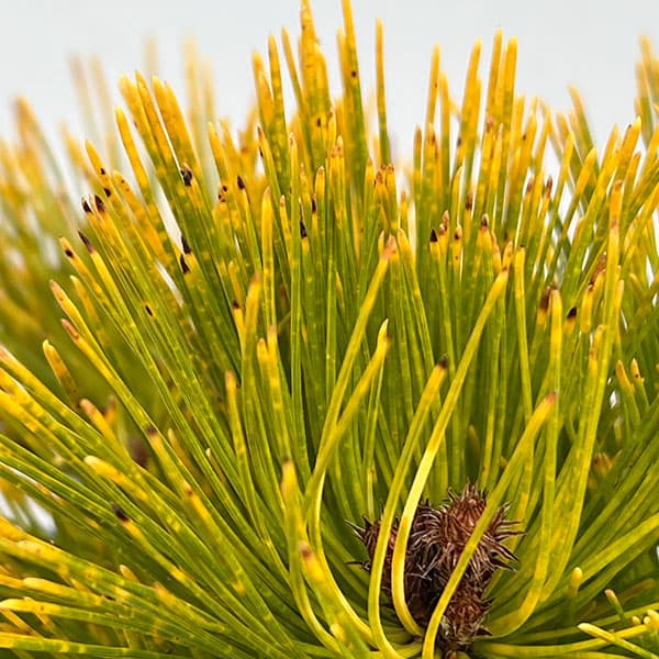 マツ（松）：黄金赤松（オウゴンアカマツ）6号硬質ポット