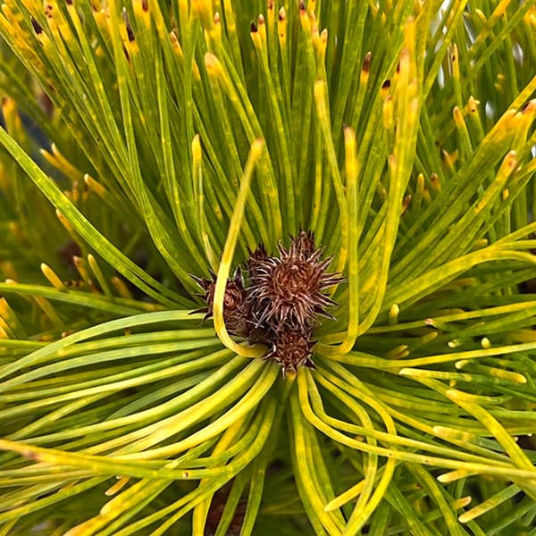 マツ（松）：黄金赤松（オウゴンアカマツ）6号硬質ポット
