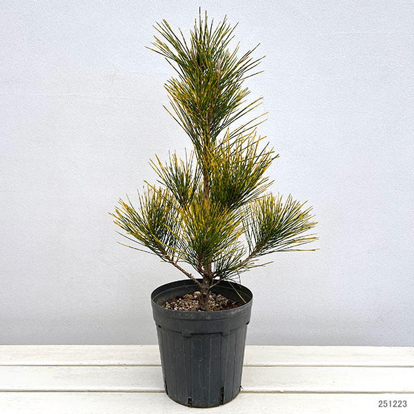 マツ（松）：虎斑黒松（トラフクロマツ）6号硬質ポット