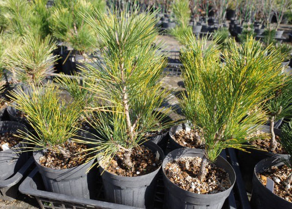 マツ（松）：虎斑黒松（トラフクロマツ）6号硬質ポット