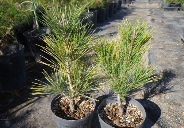 マツ（松）：虎斑黒松（トラフクロマツ）6号硬質ポット