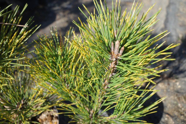 マツ（松）：虎斑黒松（トラフクロマツ）6号硬質ポット