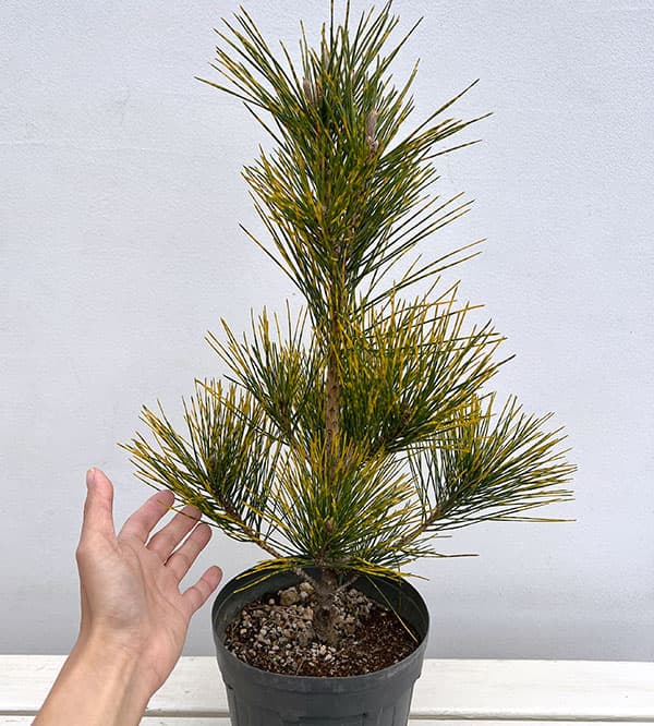 マツ（松）：虎斑黒松（トラフクロマツ）6号硬質ポット