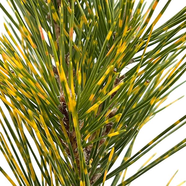 マツ（松）：虎斑黒松（トラフクロマツ）6号硬質ポット