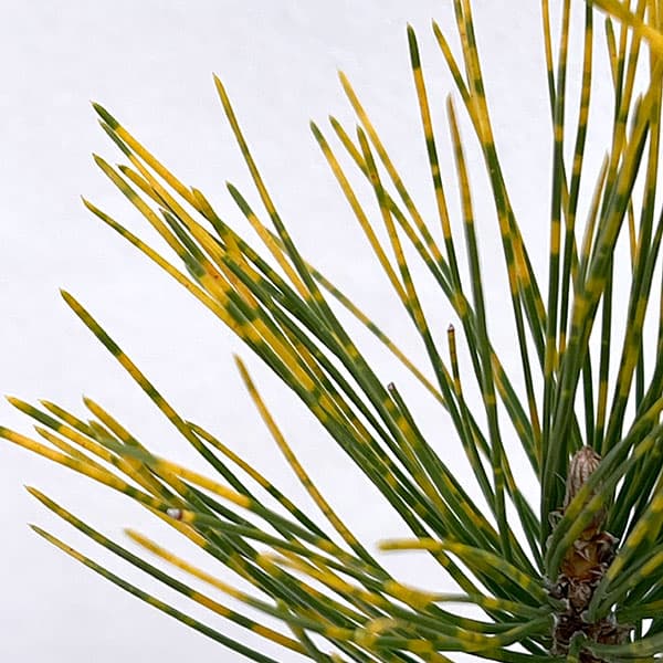 マツ（松）：虎斑黒松（トラフクロマツ）6号硬質ポット