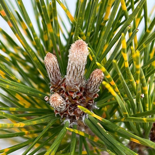 マツ（松）：虎斑黒松（トラフクロマツ）6号硬質ポット