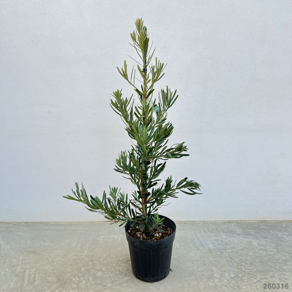 マキ（イヌマキ）：アイシーブルー6号ポット