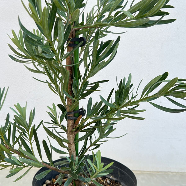 マキ（イヌマキ）：アイシーブルー6号ポット