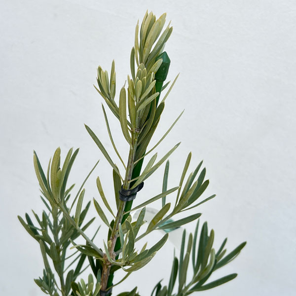 マキ（イヌマキ）：アイシーブルー6号ポット