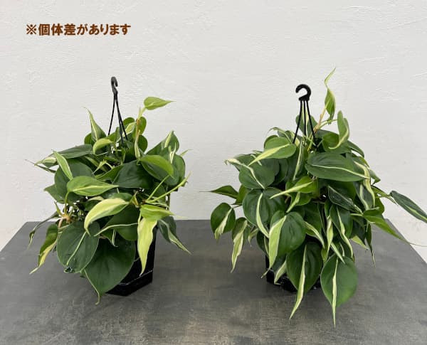 フィロデンドロン：オキシカルジウムブラジル　カーニバル　5号吊り鉢