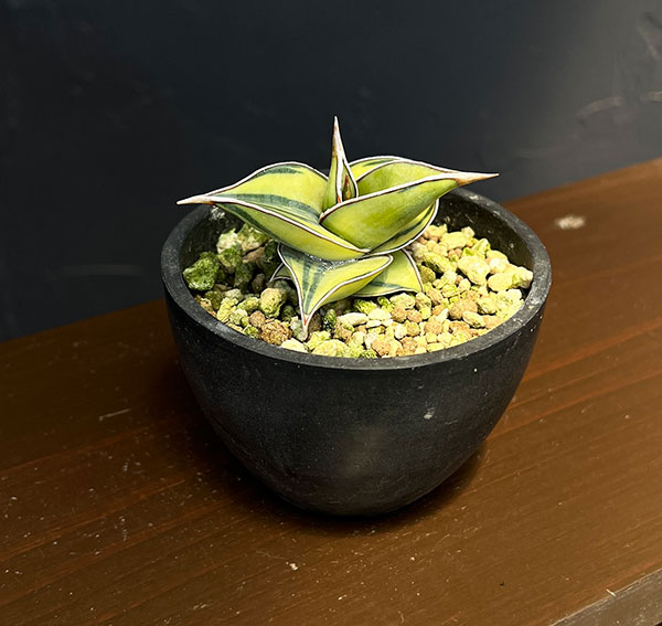 サンセベリア：ピングイキュラ　バリエガータ（斑入）　3号鉢植え*