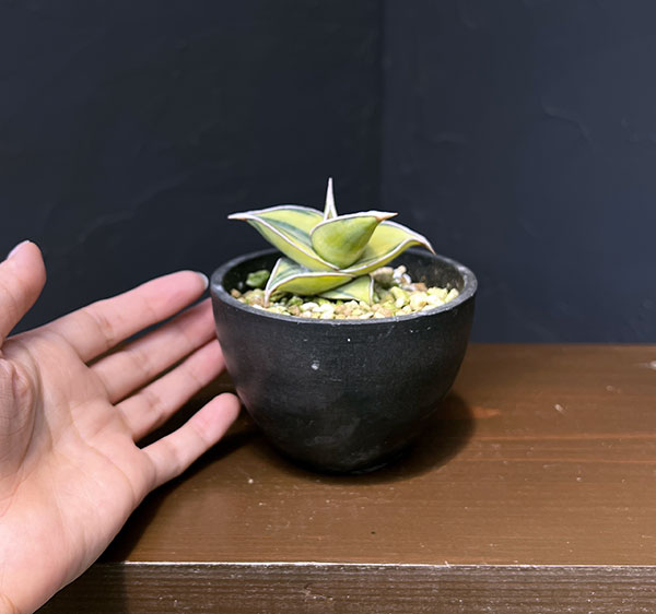 サンセベリア：ピングイキュラ　バリエガータ（斑入）　3号鉢植え*