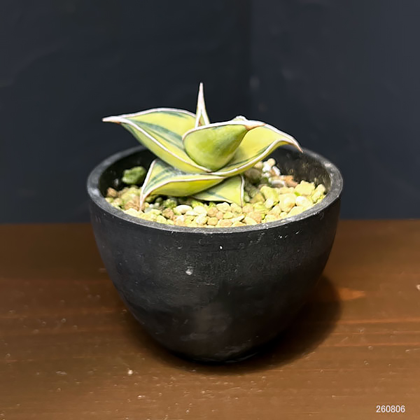 サンセベリア：ピングイキュラ　バリエガータ（斑入）　3号鉢植え*