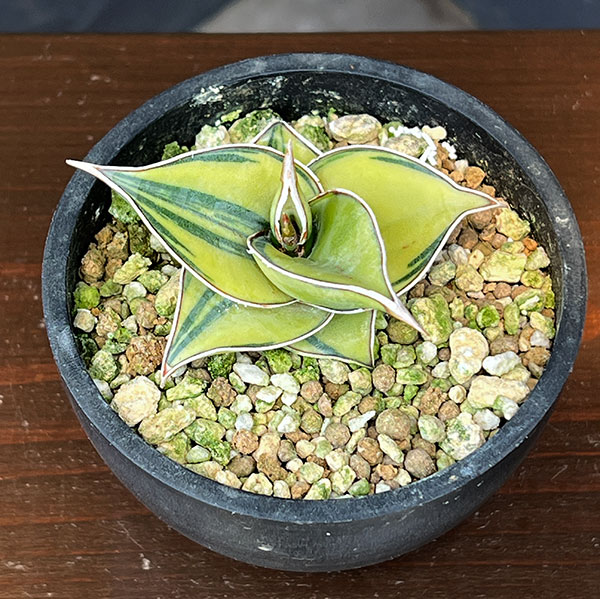 サンセベリア：ピングイキュラ　バリエガータ（斑入）　3号鉢植え*