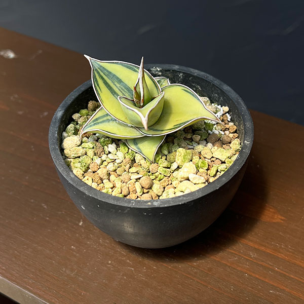 サンセベリア：ピングイキュラ　バリエガータ（斑入）　3号鉢植え*