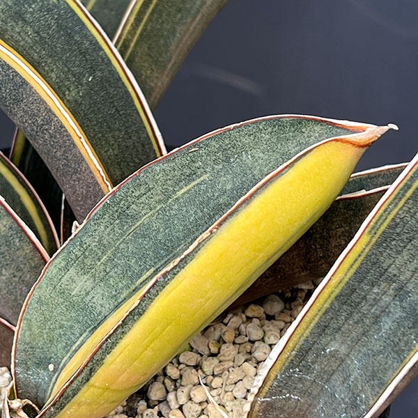 サンセベリア:ハリー(ピンク)斑入り 4号鉢植え23-02