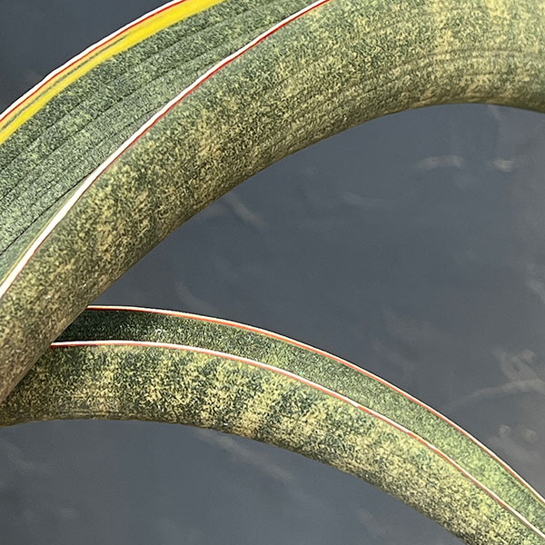 サンセベリア:ハリー(ピンク)斑入り 4号鉢植え23-02