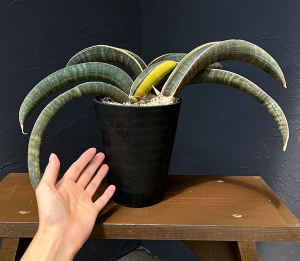 サンセベリア:ハリー(ピンク)斑入り 4号鉢植え23-02