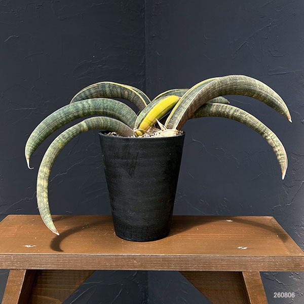 サンセベリア:ハリー(ピンク)斑入り 4号鉢植え23-02