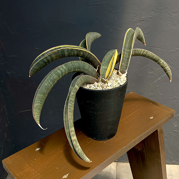 サンセベリア:ハリー(ピンク)斑入り 4号鉢植え23-02