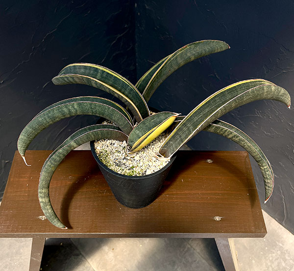 サンセベリア:ハリー(ピンク)斑入り 4号鉢植え23-02