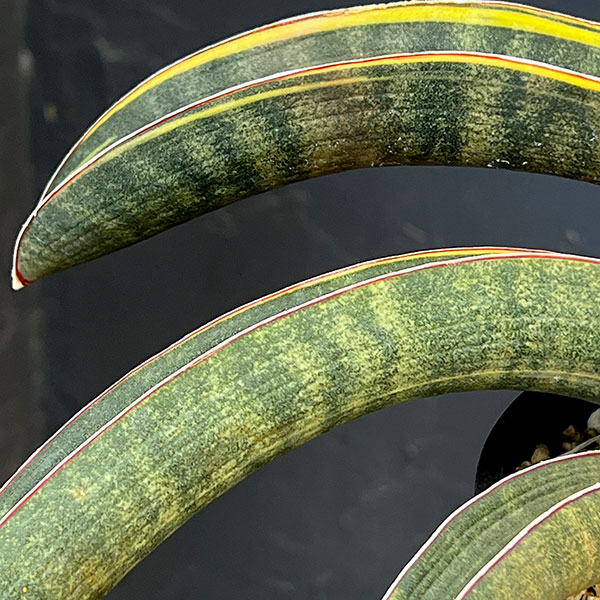 サンセベリア:ハリー(ピンク)斑入り 4号鉢植え23-02