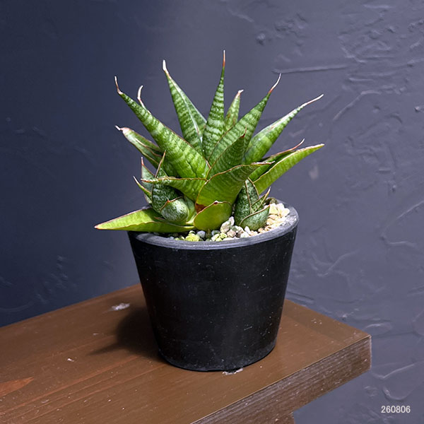サンセベリア:イムシャラ 3号鉢植え*