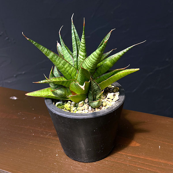 サンセベリア:イムシャラ 3号鉢植え*