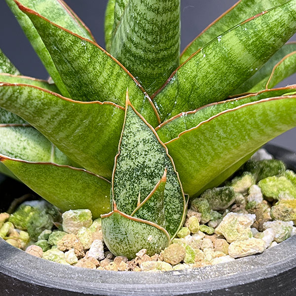 サンセベリア:イムシャラ 3号鉢植え*